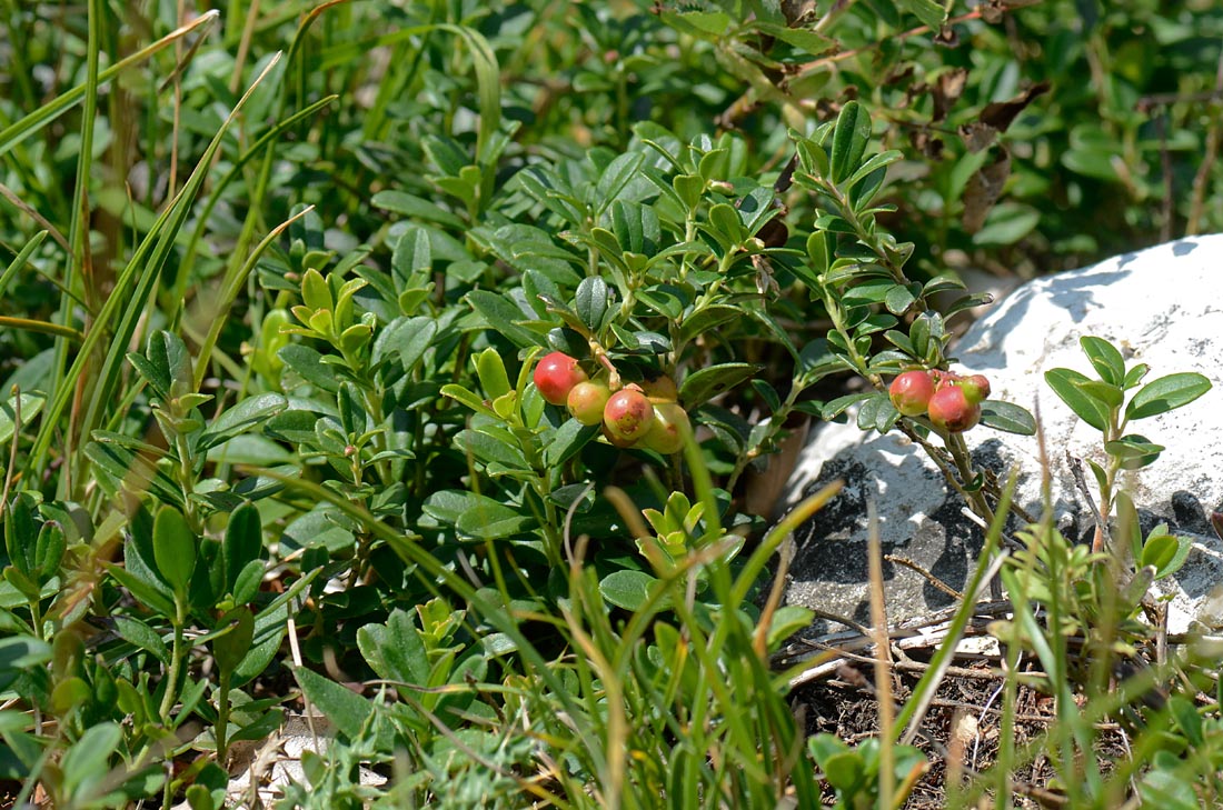 Vaccinium vitis-idaea / Mirtillo rosso